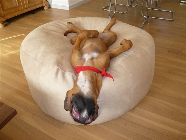 Boxer Tyson - sådan sover jeg bedst billede 17