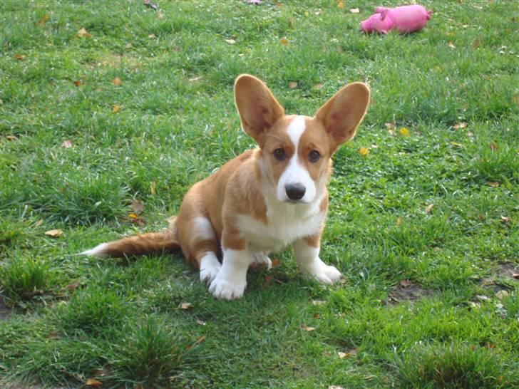 Welsh corgi cardigan Èowyn - Tutsen 4 mnd. billede 20