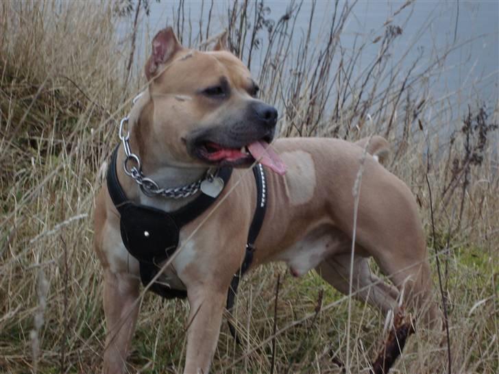 Amerikansk staffordshire terrier Buzz billede 6