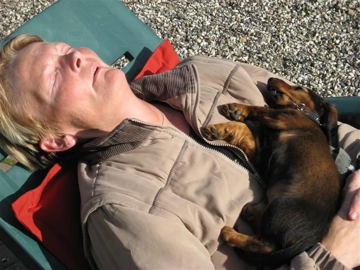 Gravhund Cindy<3  - Middagslur på min mors mave! HaHa :D<3 Love you darling!  billede 2