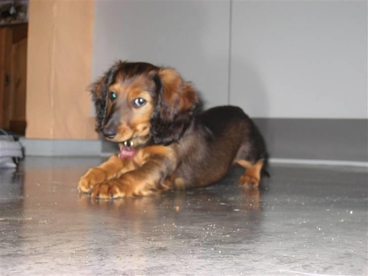 Gravhund Cindy<3  - Arrrh! Jeg skal lige strække mig! ;D <33 Årrh søde ven dog! :)  billede 4