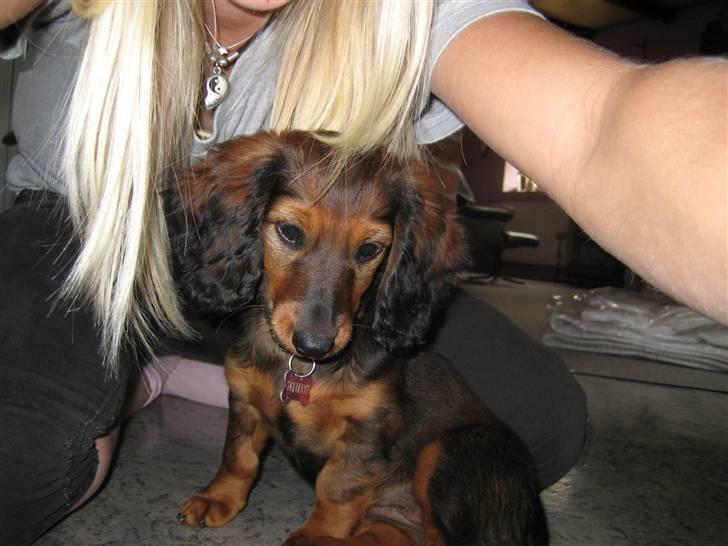 Gravhund Cindy<3  - Hvad er dét for en box mor??! ;) <3 Den ser mærkelig ud!  billede 5