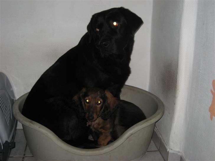 Gravhund Cindy<3  - Cindy og Venus i Venus´s kurv! Cindy var selv kravlet derover! ;D Syntes bare at det var SÅ sødt, altså!<3 Elsker jer! ;b  billede 6