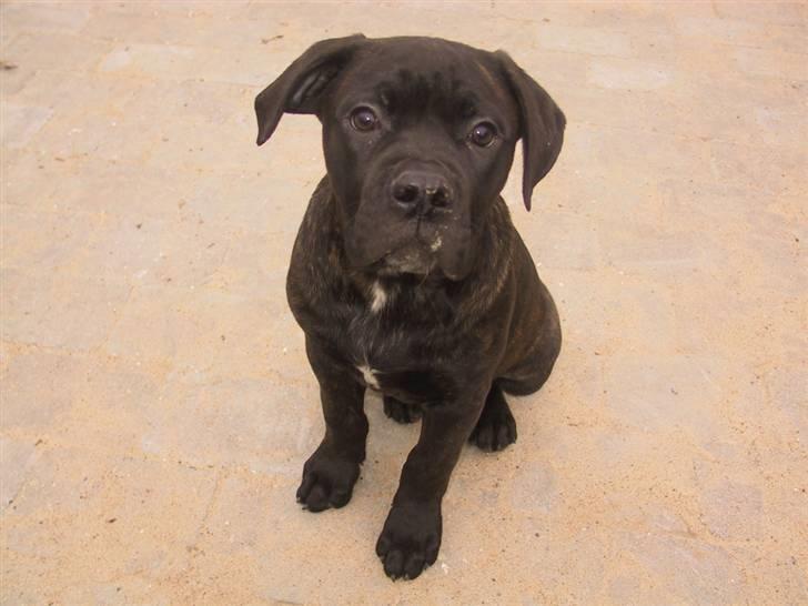 Amerikansk bulldog Aslan billede 1