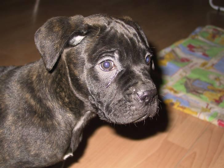 Amerikansk bulldog Aslan billede 2