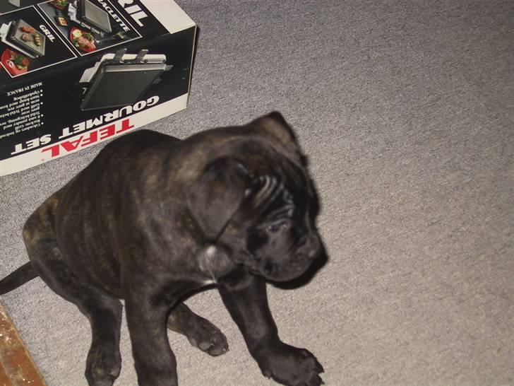 Amerikansk bulldog Aslan billede 3