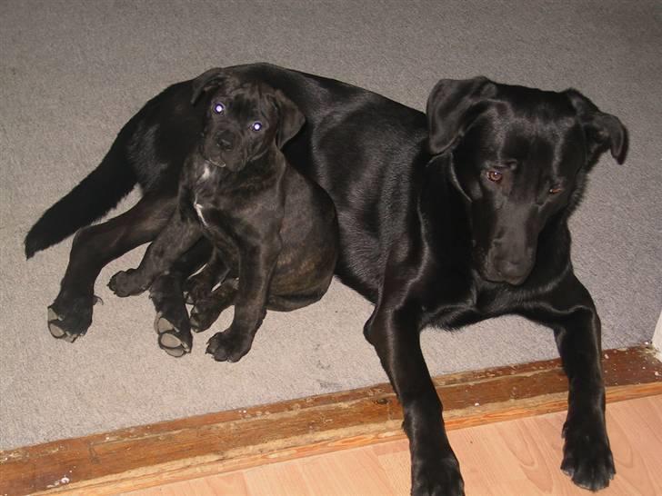 Amerikansk bulldog Aslan billede 4