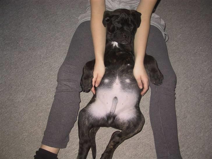 Amerikansk bulldog Aslan billede 5