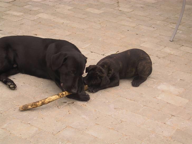 Amerikansk bulldog Aslan billede 6