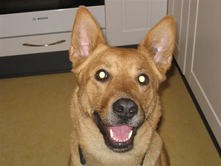 Blanding af racer Stella billede 1