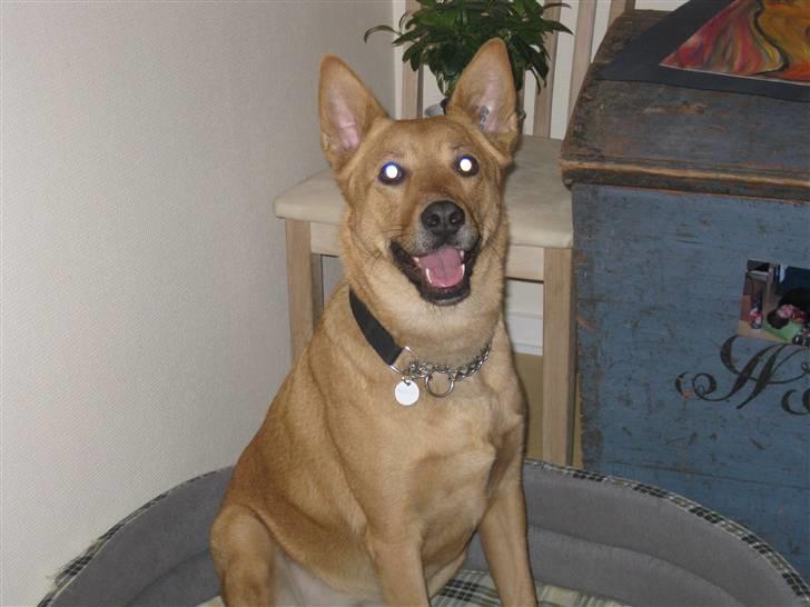 Blanding af racer Stella billede 2