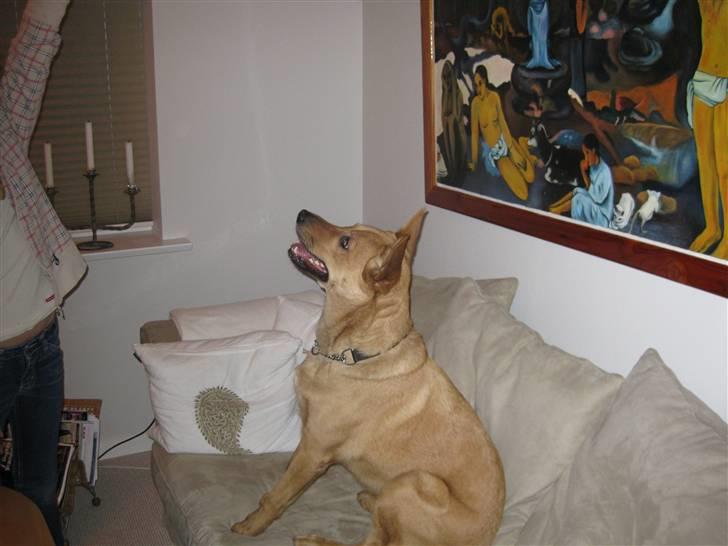 Blanding af racer Stella billede 3