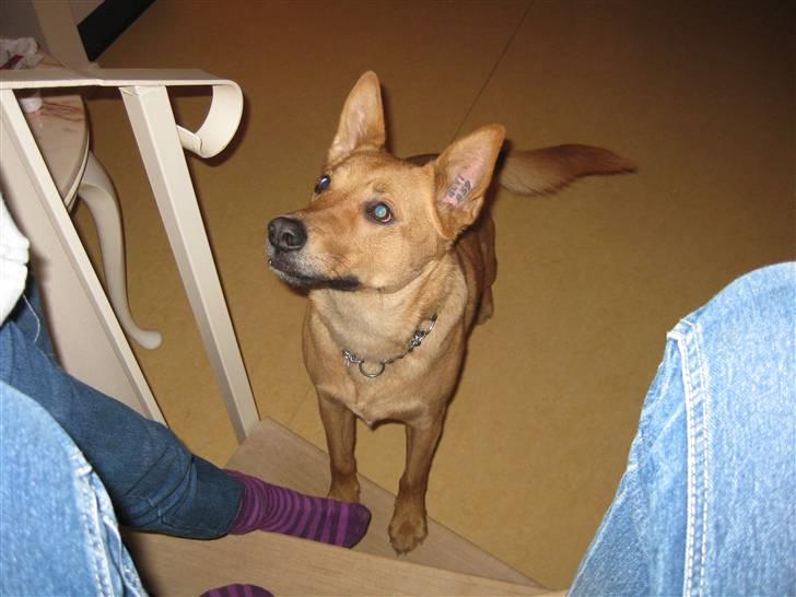 Blanding af racer Stella billede 4