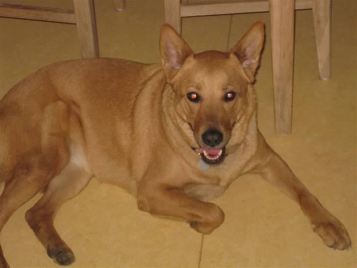 Blanding af racer Stella billede 5