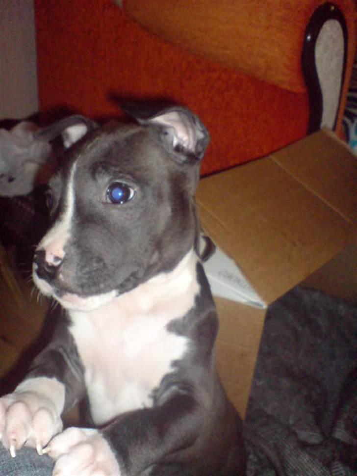 Amerikansk staffordshire terrier alio billede 10