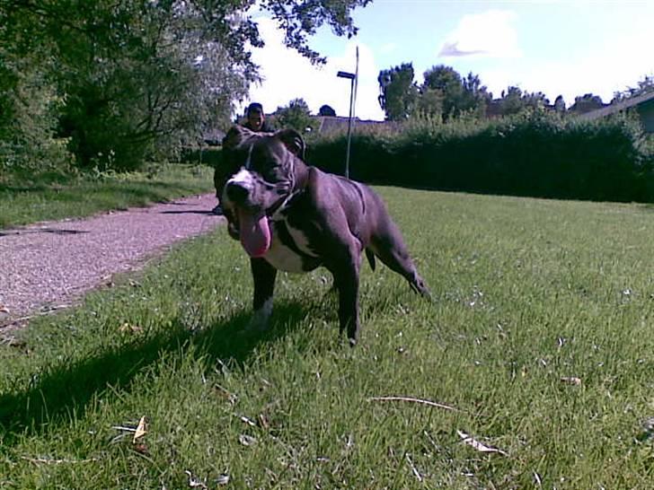 Amerikansk staffordshire terrier alio billede 11