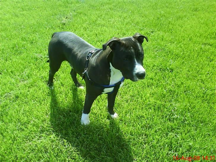 Amerikansk staffordshire terrier alio billede 12