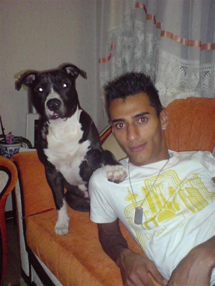 Amerikansk staffordshire terrier alio billede 14