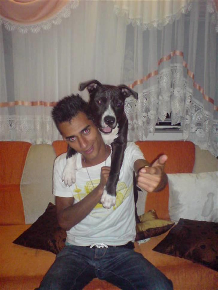 Amerikansk staffordshire terrier alio billede 15