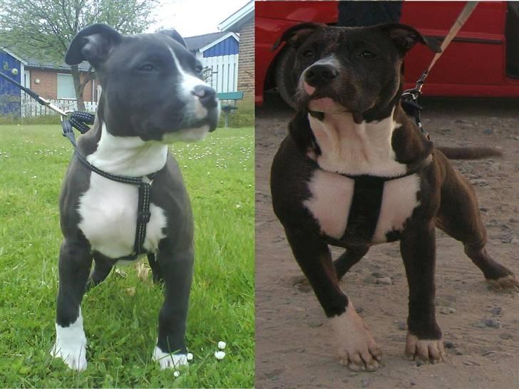 Amerikansk staffordshire terrier alio billede 16