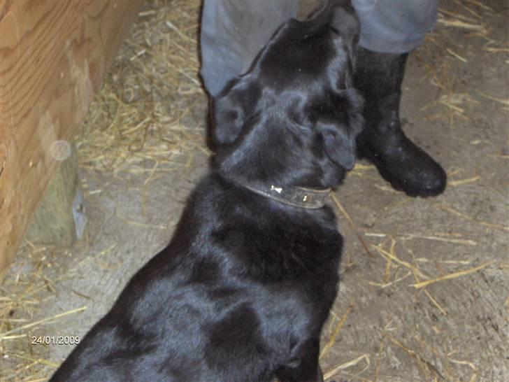 Blanding af racer Lady - Lady kigger på Far billede 7