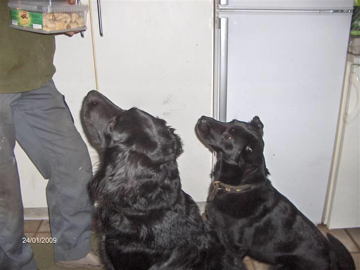 Blanding af racer Rico - Rico og lady venter på godbidder billede 8