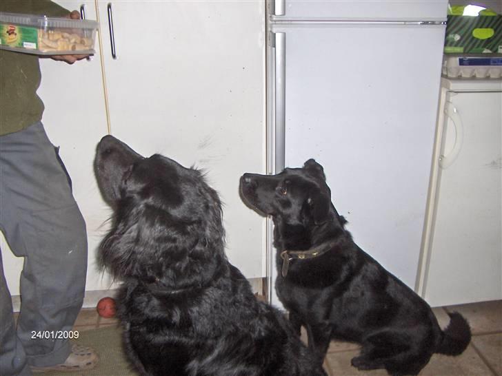 Blanding af racer Rico - Flere godbidder! Tak! billede 9