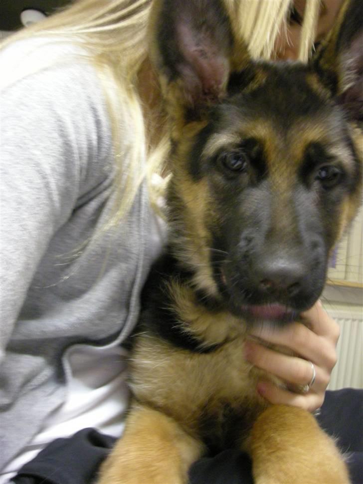 Schæferhund Nørreheden Aya - vuf, jeg elsker dig i; billede 8