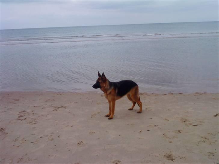 Schæferhund Nørreheden Aya - på stranden :) billede 9