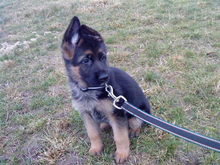 Schæferhund Nørreheden Aya - da vi havde haft hende i 20 minutter ;) billede 10