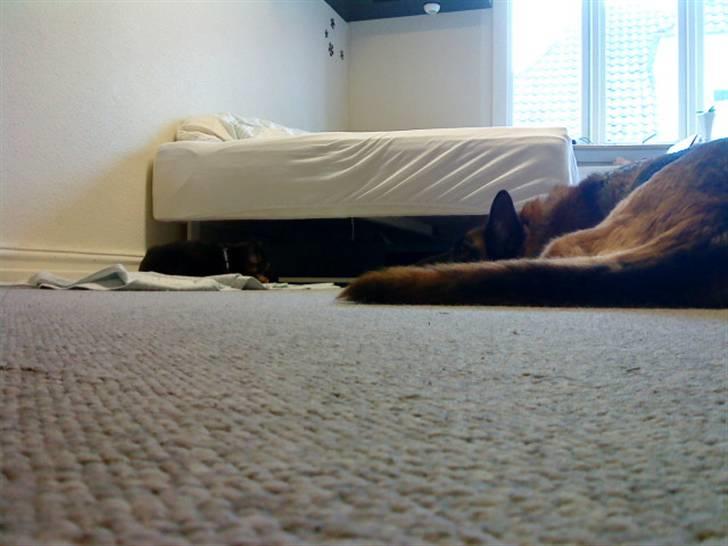 Schæferhund Nørreheden Aya - stor og llille :) billede 11