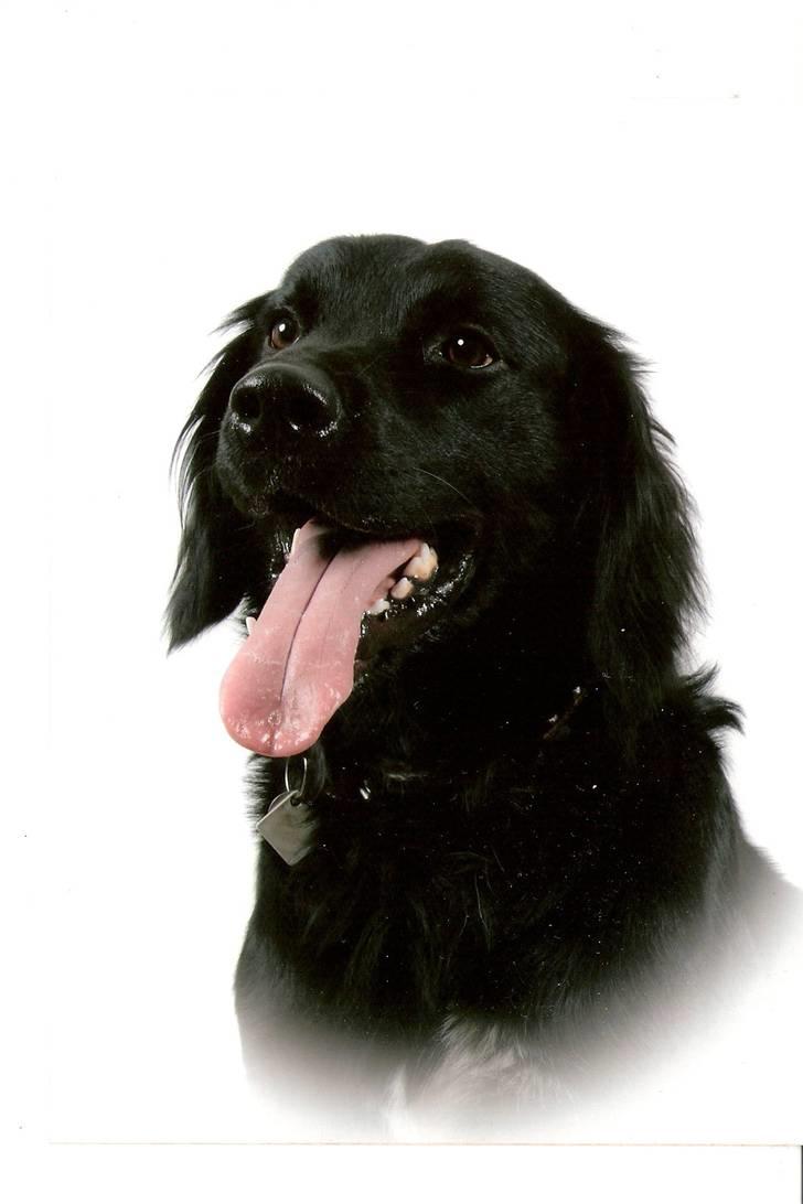 Blanding af racer Rico - Mor tog mig engang til fotograf, det var mega spændende billede 10