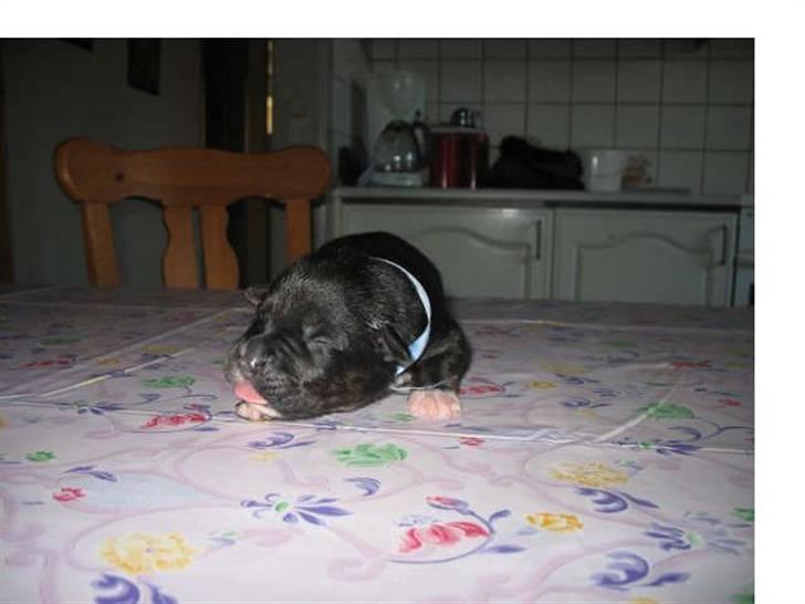 Blanding af racer Felix - lille bitte ny Felix billede 2