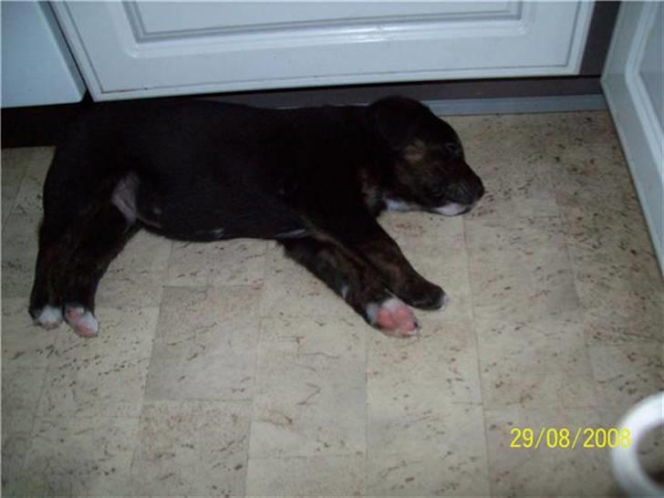 Blanding af racer Felix - Billedet der fik os til at tage ud og se Felix billede 3