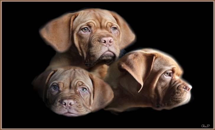 Dogue de bordeaux Miss McKenzie - Det har Ann P lavet til os som oss er her inde billede 7