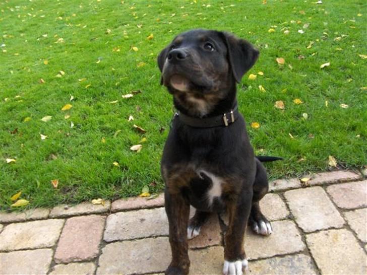 Blanding af racer Felix billede 4