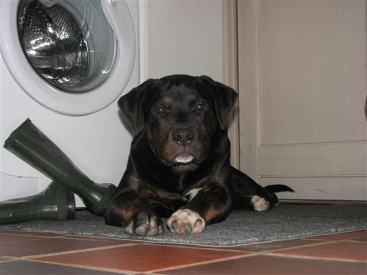 Blanding af racer Felix billede 5