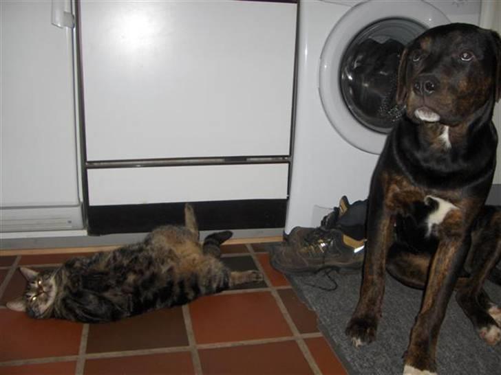 Blanding af racer Felix - Ja ja, jeg skal nok lade Caddie være.... he he billede 6