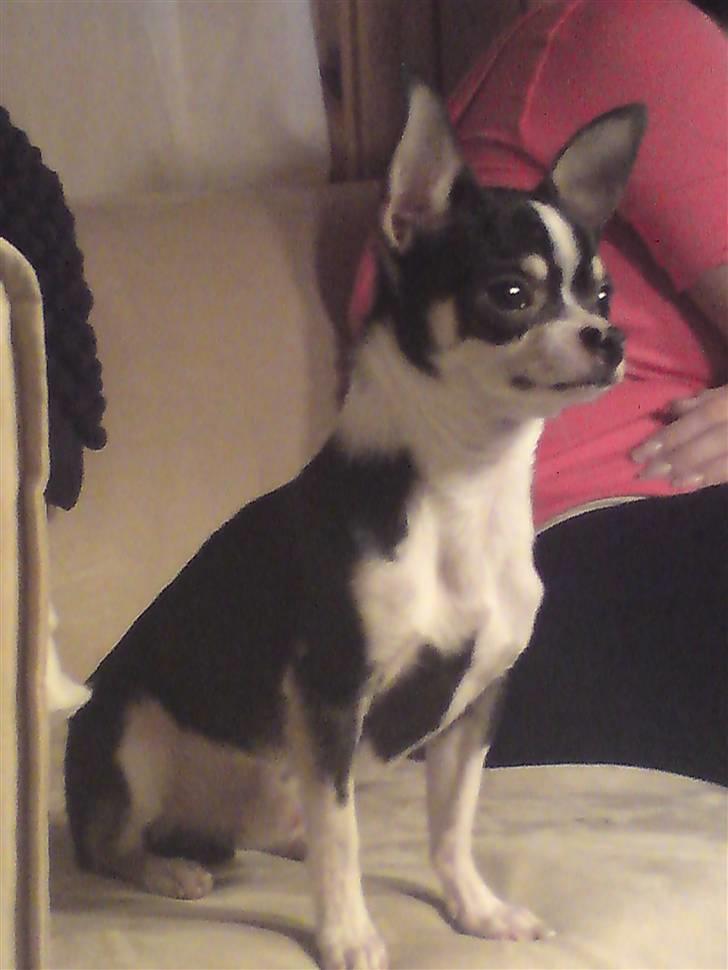 Chihuahua Batman billede 1