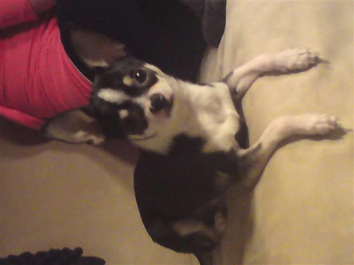 Chihuahua Batman billede 2