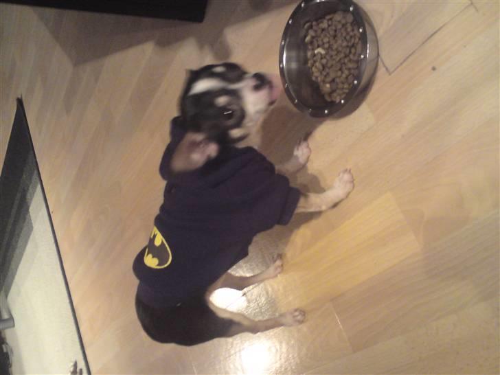 Chihuahua Batman - I min nye Batman trøje. :) billede 4