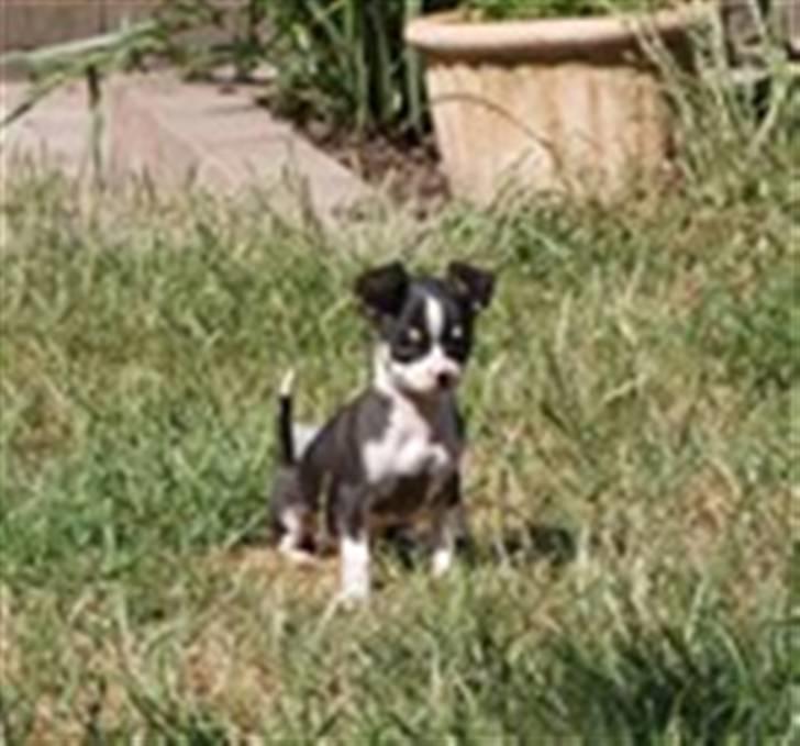 Chihuahua Batman - Som hvalp billede 5