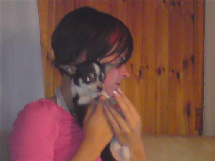 Chihuahua Batman billede 6