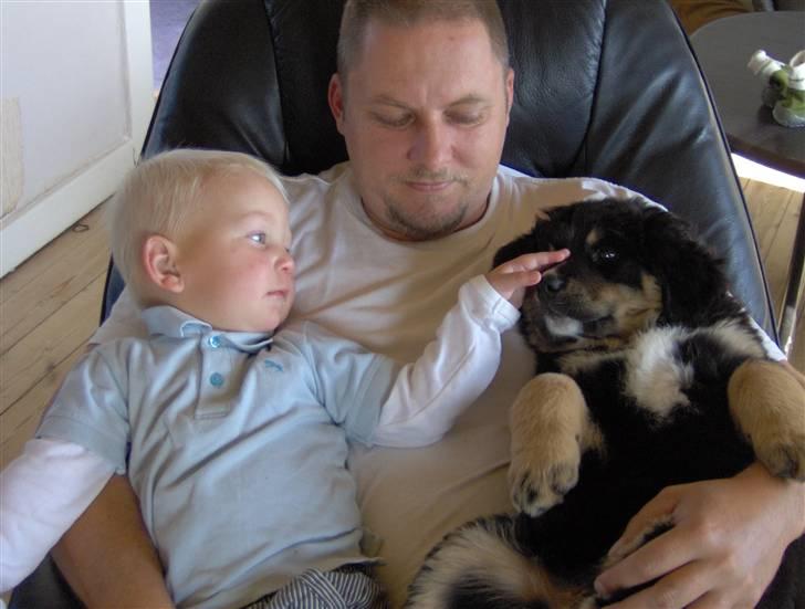 Blanding af racer sasha - farmand og ungerne billede 3