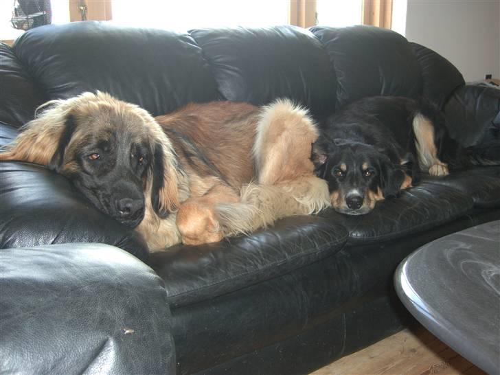 Blanding af racer sasha - sasha og folmer mine to dejlige hunde billede 4