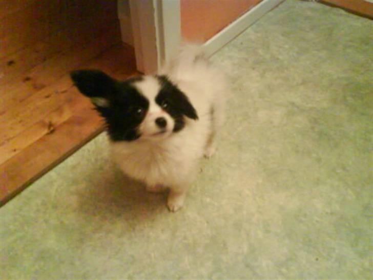 Phalene ¤Fifi-Viola¤ billede 1