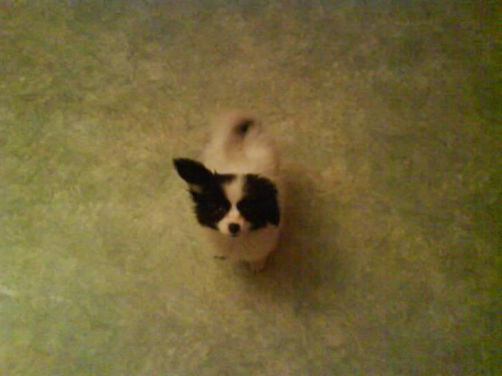 Phalene ¤Fifi-Viola¤ billede 2