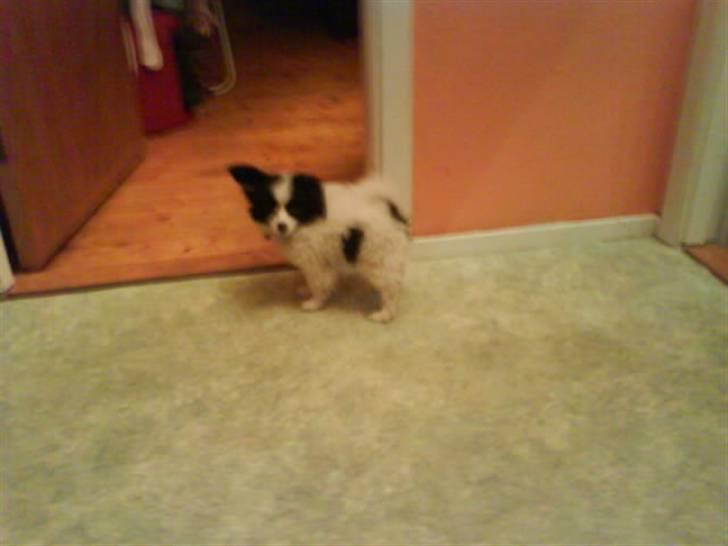 Phalene ¤Fifi-Viola¤ billede 3