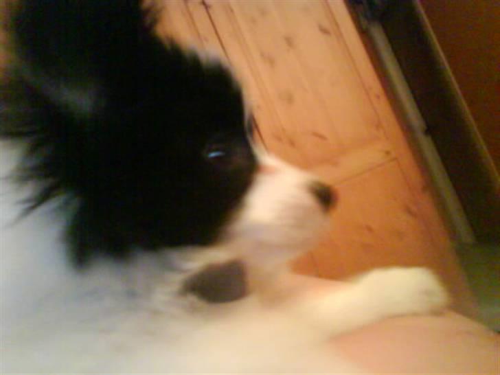 Phalene ¤Fifi-Viola¤ billede 4