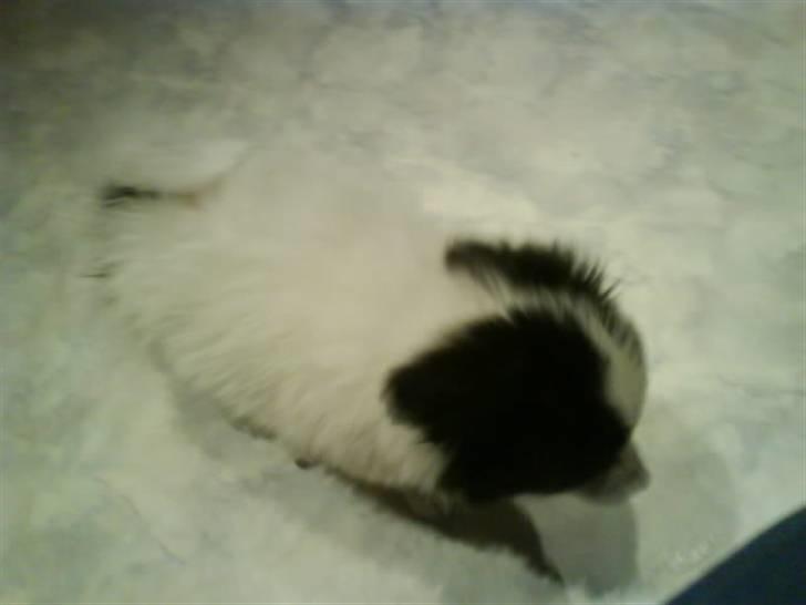 Phalene ¤Fifi-Viola¤ billede 5